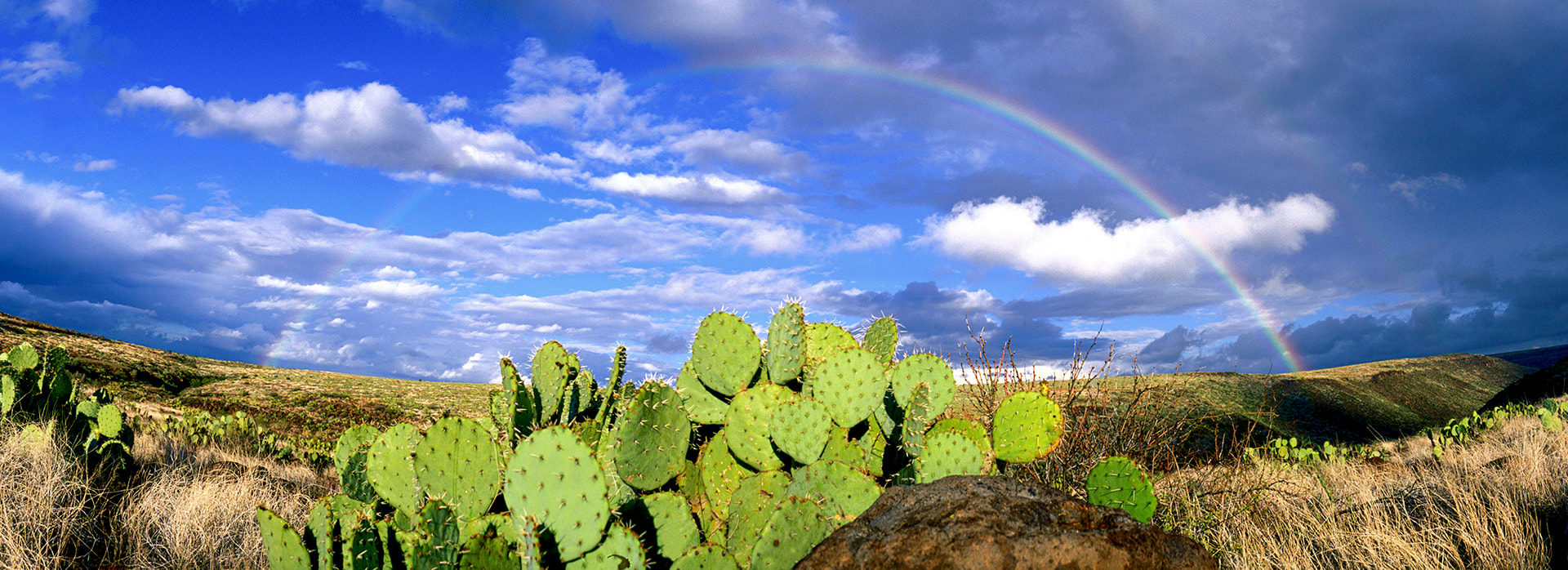 Desert Rainbow