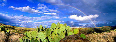 Desert Rainbow